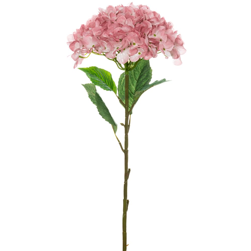 ΜΕΓΑΛΗ ΡΟΖ ΟΡΤΑΝΣΙΑ